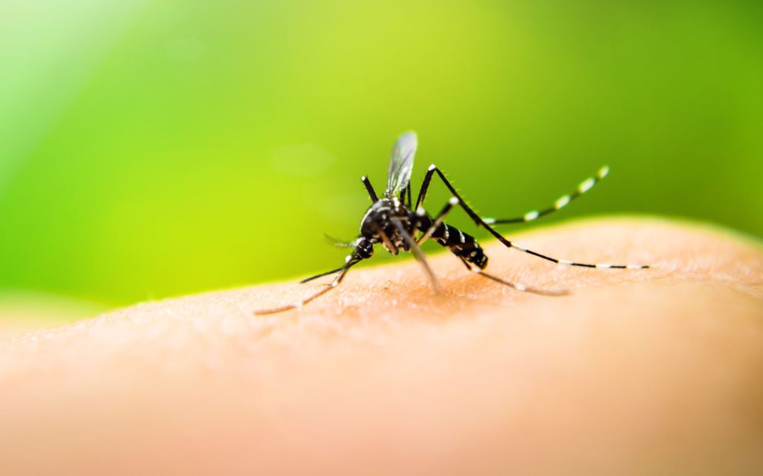 La Plata: Hasta cuándo va a durar la invasión de mosquitos