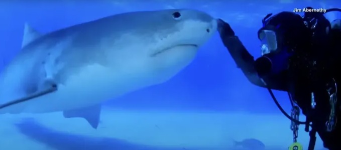 Buceador asegura que es amigo de un tiburón desde hace años